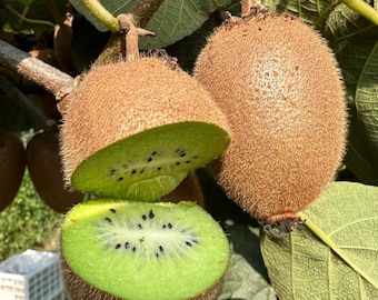 Seeds. Amazing MINI Kiwi 'dwarf Pautske' Sweet Fruits From Japan