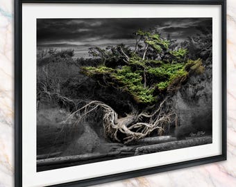 Fotografía del Árbol de la Vida, Playa Kalaloch, Washington