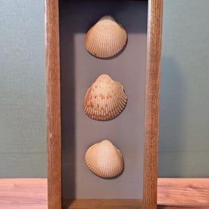 Vintage Framed Seashell Shadow Box Coastal Wall Art Beach House Decor