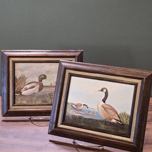 Par de láminas vintage enmarcadas de aves acuáticas (ánade real y ganso canadiense) 11,6 x 9