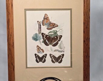Framed Butterfly Botanical Print Natural History Art Wood Frame