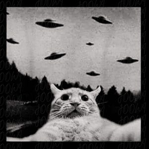 Pode incluir: Imagem em preto e branco de um gato olhando para cima para vários OVNIs no céu. O gato está em primeiro plano, com uma expressão surpresa. Os OVNIs são escuros contra um céu nublado.