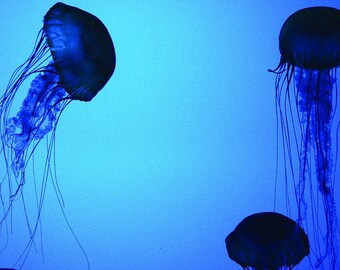 Blue Jellies Canvas Gallery Wrap, Fine Art, Jellyfish, Ocean, Sea, Life, Tranquility, Peaceful, Cool, Art, Calm