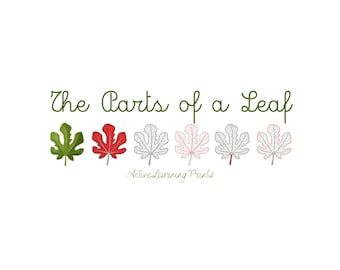 Partes de una hoja Montessori / Tarjetas imprimibles de anatomía de las hojas / Estudio de botánica (inglés/italiano) / De 3 a 8 años