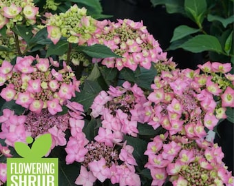 4.5 In. Qt. Let'S Dance Can Do Reblooming Hydrangea (Hydrangea Serrata) Live Plant, Purple Flowers