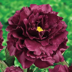 May include: A close-up of a fully bloomed peony flower. The petals are a deep burgundy color with a ruffled texture. The center of the flower has bright yellow stamens, set against a green background.
