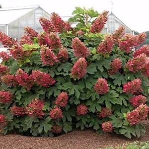 Ruby Slippers Oakleaf Hydrangea - Live Plant - (1 PT)