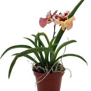 May include: A potted orchid plant with vibrant blooms. The flowers display a mix of pink, yellow, and burgundy patterns. Long, green leaves arch gracefully from the brown plastic pot, creating a balanced composition. The plant's roots are visible.