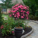 Rose Trees