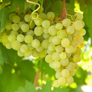 May include: A close-up of a bunch of green grapes, with a few leaves in the background. The grapes are round and plump, with a slightly translucent appearance. The image is well-lit, highlighting the texture and color of the grapes.
