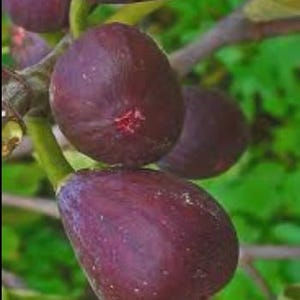 May include: Close-up of ripe figs on a branch. The figs are a deep purple color with a slightly textured surface. The green leaves and stems provide a contrasting background. The figs appear plump and ready to eat.