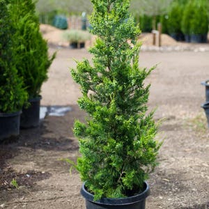 May include: A vibrant green evergreen shrub in a black pot. The plant has a conical shape with dense, needle-like foliage. Other potted plants are visible in the background, suggesting a nursery or garden setting.