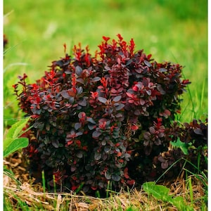 May include: A vibrant, compact shrub with deep burgundy leaves and bright red new growth. The plant is densely packed, creating a full appearance. The background is a soft green lawn, providing a natural contrast to the plant's colors.