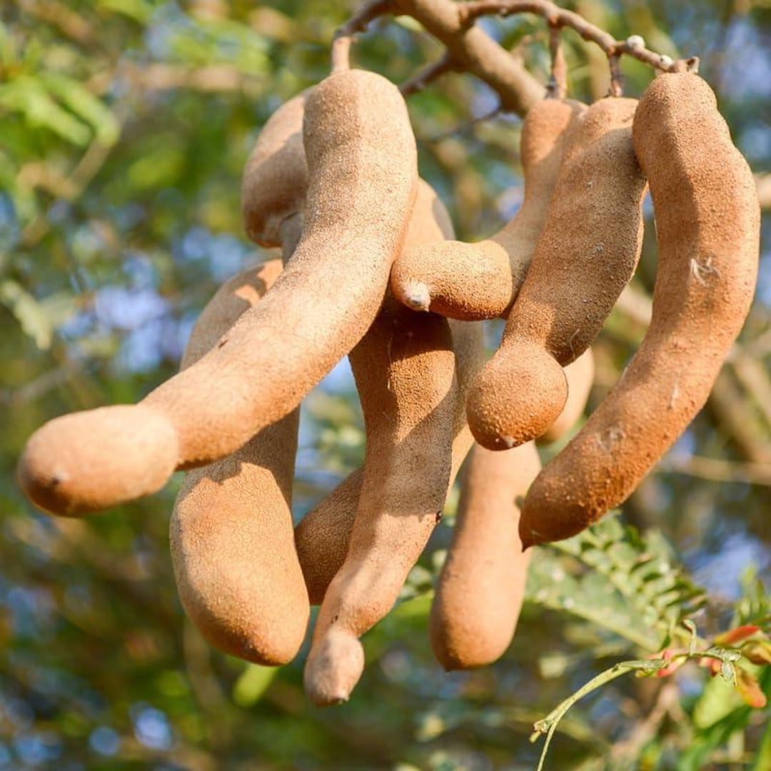 Tamarind Tree Live Plant 3 Feet Tall, in 3 Gallon Pot, Sour Tamarind ...