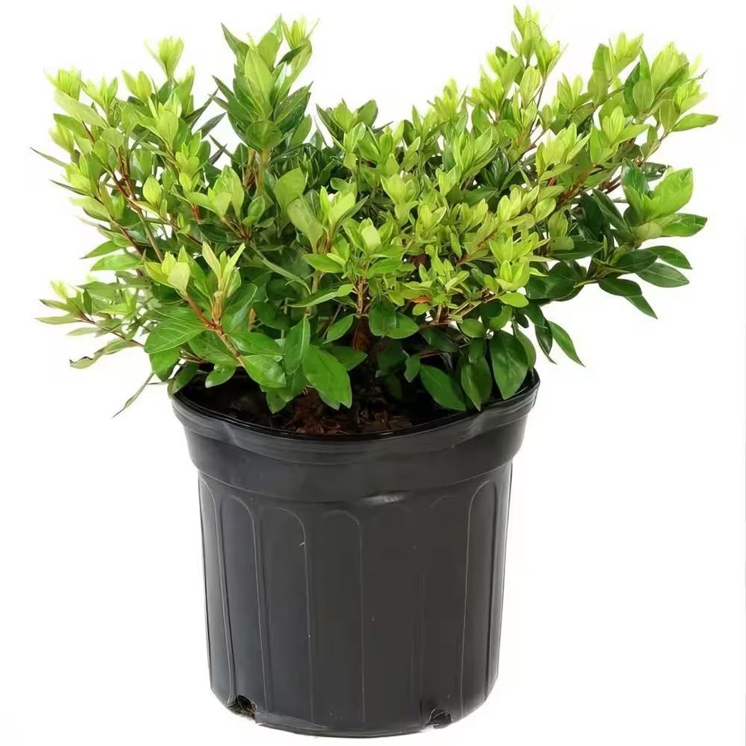 1 Gal. Azalea George L Tabor Flowering Shrub With White and Pink Blooms ...