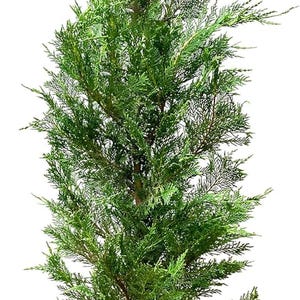 May include: A vibrant green juniper tree in a black plastic pot. The evergreen plant has dense, needle-like foliage and a conical shape. The pot is a standard size, suitable for indoor or outdoor use.