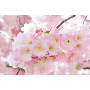 May include: Close-up of a cluster of delicate, light pink cherry blossoms. The flowers have multiple soft petals with yellow centers, and are set against a blurred background of other blossoms and branches.