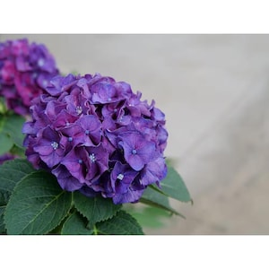 4.5 In. Qt. Wee Bit Grumpy Bigleaf Hydrangea (Hydrangea Macrophylla) Live Plant, Purple or Red Flowers