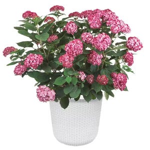 Puede incluir: Una vibrante planta de hortensia rosa en una maceta blanca con textura tejida. La planta presenta grandes racimos de flores rosas y exuberantes hojas verdes. La maceta redonda tiene una superficie texturizada, ofreciendo un contraste decorativo.