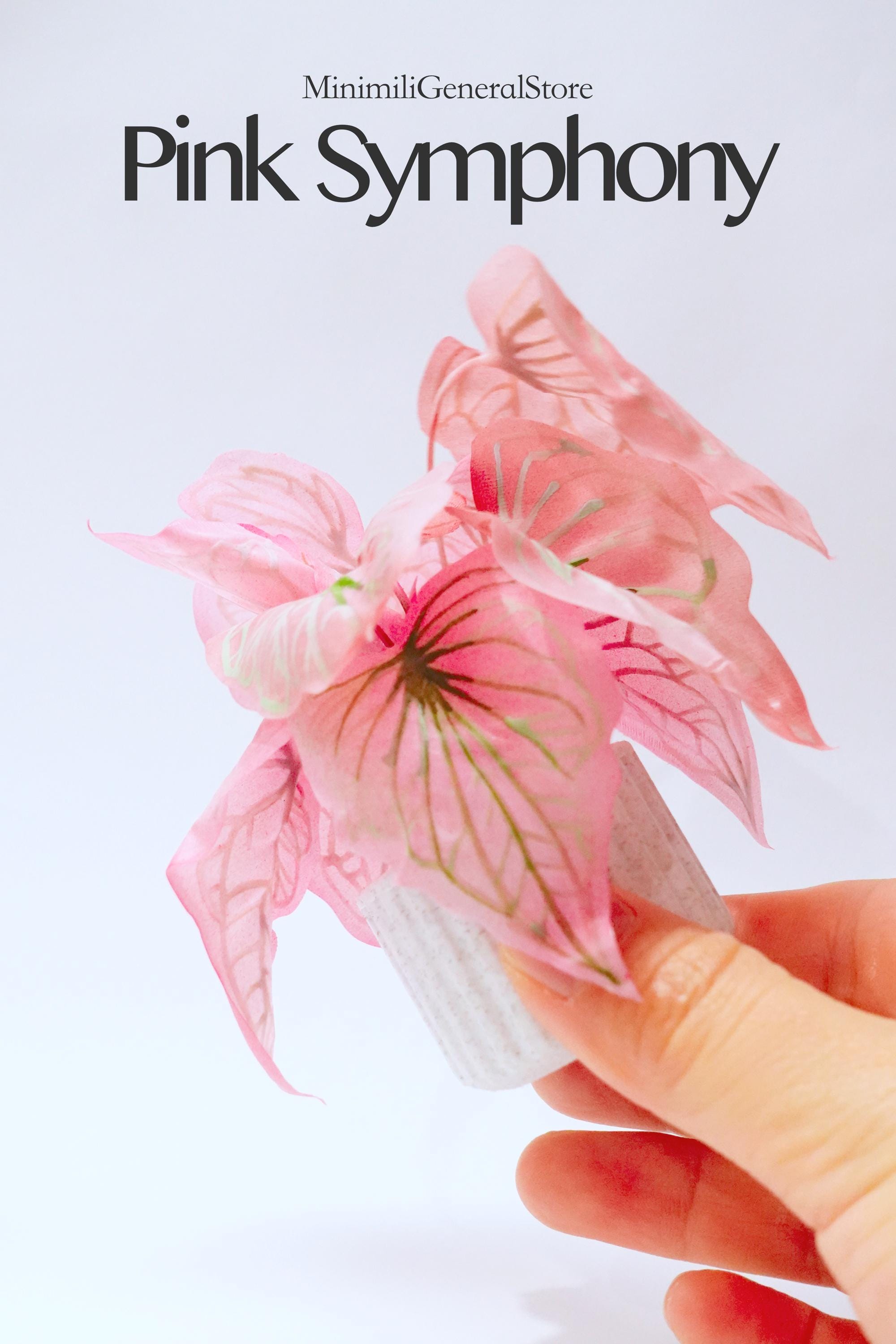 Caladium pink symphony - Etsy 日本