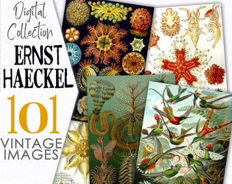 Collezione digitale Arte nella Natura di Ernst Haeckel / Stampe di tavole zoologiche, clipart botaniche / Pacchetto vintage / Arredamento per ufficio e casa / C165
