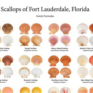 Scallops of Fort Lauderdale, Florida | Printable Seashell ID Poster | Digital Download JPG + PDF