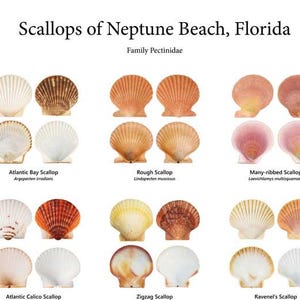May include: An educational chart featuring different scallop species from Neptune Beach, Florida. The image presents various pairs of shells, such as Atlantic Bay, Rough, and Many-ribbed scallops, with their scientific names. The chart is informative and detailed.