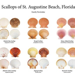 May include: A detailed chart showcasing various scallop species found in St. Augustine Beach, Florida. The image displays different types of scallops, including Atlantic Bay, Rough, and Many-ribbed scallops, with their scientific names. The scallops vary in colour and texture.