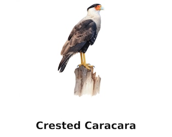 Crested caracara-valk aquarel illustratie – vogelkunstprint (digitale download)