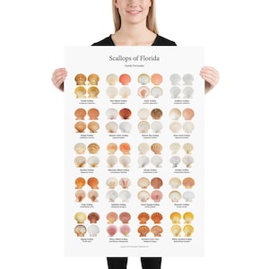 May include: A poster titled "Scallops of Florida" featuring various scallop species. The poster displays detailed illustrations of different scallop shells, showcasing their unique shapes, colors, and textures. The poster is held by a person.