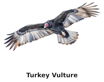 Turkey Vulture Watercolor Print – Naturalist Bird Illustration (Digital Download)