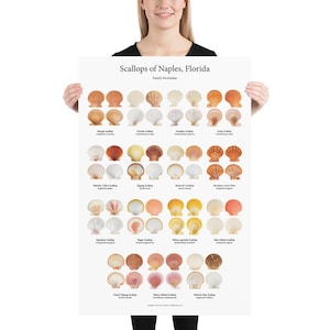 Puede incluir: Un póster titulado "Scallops of Naples, Florida" muestra varias especies de vieiras. El póster presenta ilustraciones detalladas de diferentes conchas de vieira, mostrando sus formas, colores y texturas. El póster está sostenido por una persona.