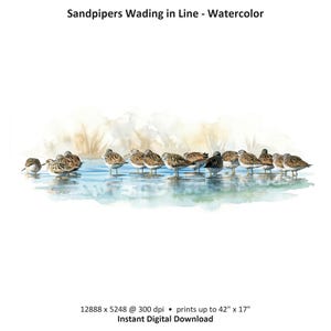 May include: Watercolor painting of sandpipers wading in shallow water. The birds are depicted in various shades of brown and gray, with some standing in the water and others on the edge. The text "Sandpipers Wading in Line - Watercolor" is at the top.