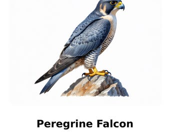 ハヤブサの水彩画、印刷可能なハヤブサの絵画、アヒルタカの壁アート