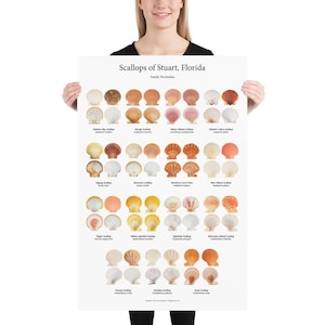May include: A poster featuring various scallop shells from Stuart, Florida, arranged in rows. The shells vary in color from white to orange and brown. The poster includes the text "Scallops of Stuart, Florida" and the scientific family name.