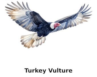 Turkey Vulture Watercolor Illustration – Bird in Flight (Digital Download)