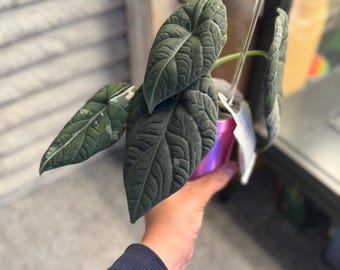 Maharani Albo Alocasia - momma sized plant and currently corming!