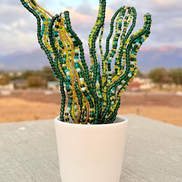 Sansevieria perlée