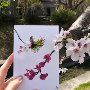 Uma cena tradicional japonesa pintada: flor de Ume (ameixa) e flor de Sakura (cereja) em cartão de arte impresso