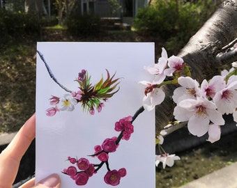 A painted traditional Japanese scene: Ume (plum) blossom and Sakura (cherry) blossom printed art card