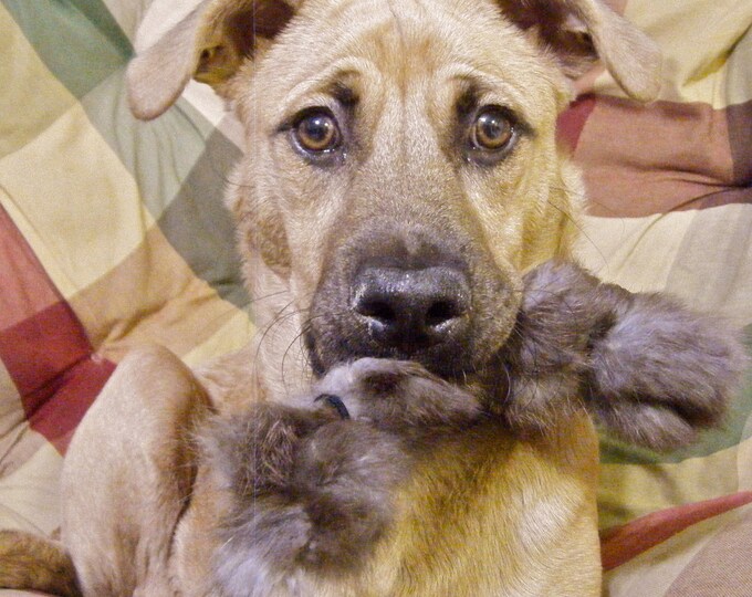 Real Rabbit Fur Dog Toy all Natural Materials for SMALL or Etsy