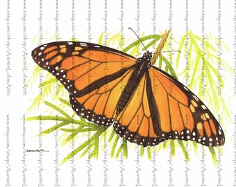 Watercolor 8 Fine Art Prints Butterflies Birds Fish 10 x 7 Free Shipping!