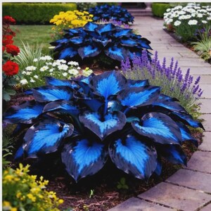 Semillas de Hosta Azul Rara – Planta perenne de sombra, follaje azul vibrante (Macetas, Borduras)