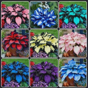 Puede incluir: Un collage de nueve plantas de Hosta vibrantes en varios colores, incluyendo rosa, azul, rojo, amarillo y morado. Cada planta está en una maceta de terracota, mostrando los diversos patrones y tonos de las hojas de las variedades de Hosta. Las plantas están rodeadas de vegetación.