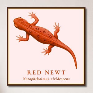 May include: A square wall art print featuring a detailed illustration of an orange-red newt with dark spots on a pale pink background. The text RED NEWT and the scientific name Notophthalmus viridescens are printed in dark red below the newt.