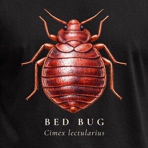 May include: A black short-sleeved t-shirt featuring a detailed, reddish-brown illustration of a bed bug centered on the chest. Below the insect, the text reads "BED BUG" in capital letters, followed by the scientific name "Cimex lectularius".