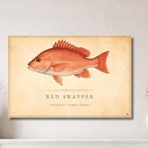 May include: A framed print featuring a detailed illustration of a red snapper fish. The fish is depicted in shades of red and orange against a beige background. The text "RED SNAPPER" and the scientific name are below the fish.