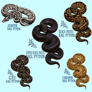 Ball python morph shirt featuring realistic illustrated snake designs available in Cinnamon, GHI, Black Pastel, Super Black Pastel, and Axanthic Ball Python varieties.
