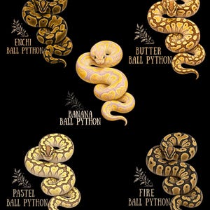 Ball Python Morph Shirt, Banana Fire Pastel Butter Enchi Ball Python Tee, Snake Keeper Gift, Reptile Lover Shirt, Python Owner Tee