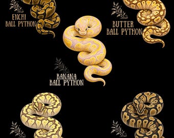 Ball Python Morph Shirt, Banana Fire Pastel Butter Enchi Ball Python Tee, Snake Keeper Gift, Reptile Lover Shirt, Python Owner Tee
